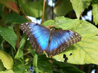 Morpho peleides - Morpho bleu - Morpho helenor peleides