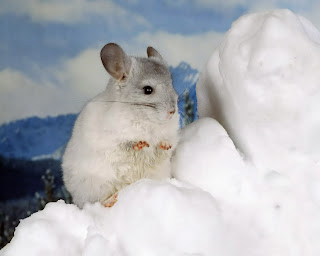 White Mice Wallpapers