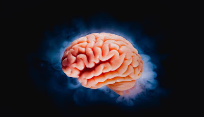 At What Age is the Brain 100% Developed  B