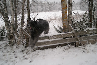 Bouvier des flandres