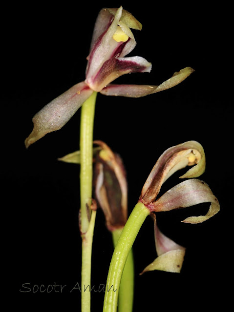 Cymbidium macrorhizon