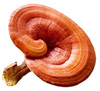 Reishi