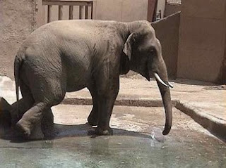 Billy walking around in zoo enclosure