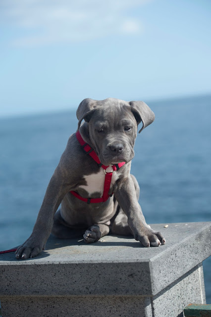 cane corso