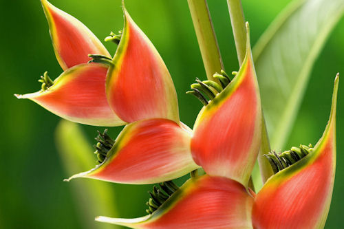 Las flores de mi jardín (10 fotos inéditas)