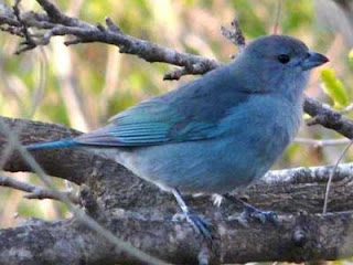 Se observa el pájaro que cuenta la leyenda. Es un ave pequeña de color celestino.