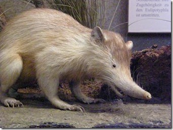 Hispaniolan_solenodon