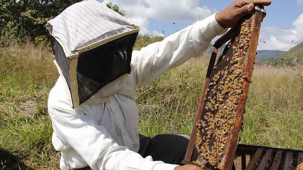 Estados///Puebla octavo productor de miel a nivel nacional