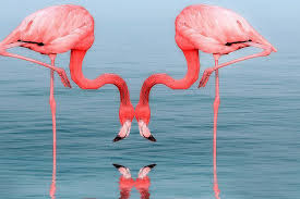8 expansive birds in world