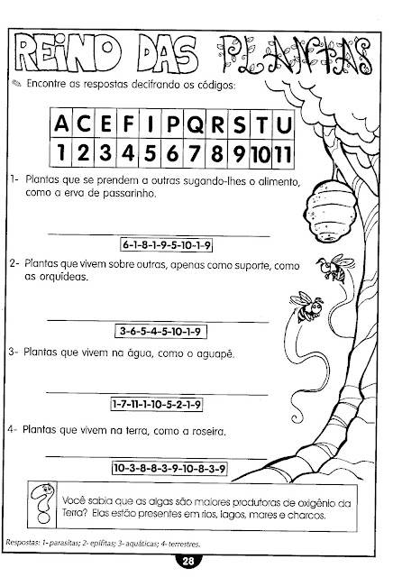 Partes da planta e suas funções para ensino fundamental