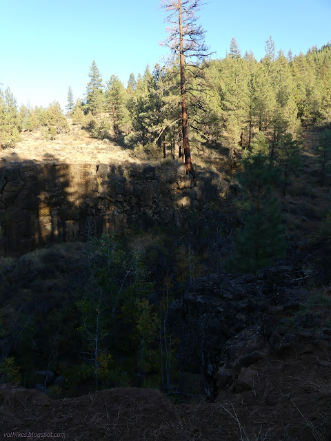 46: tree on the edge of a cliff