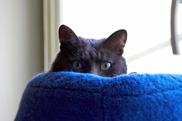 Un gatto grigio sbircia un po' impaurito da dietro un cuscino blu