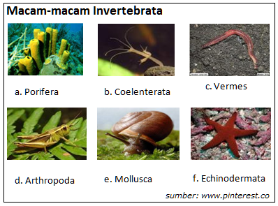 Pengertian Hewan  Invertebrata  Ciri Fillum dan Contohnya 