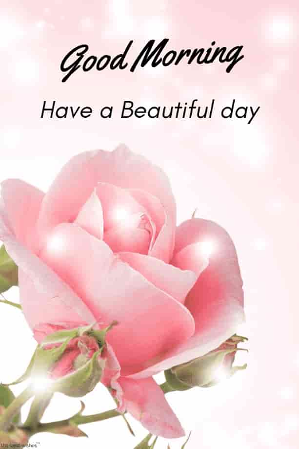 hd picture of good morning with shining pink rose