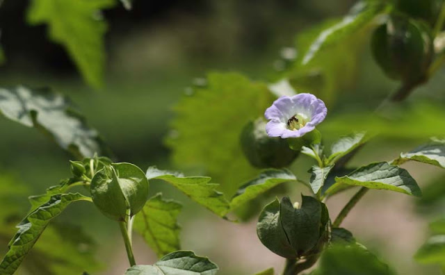 Apple of Peru Flowers Pictures Apple of Peru Flowers Pictures