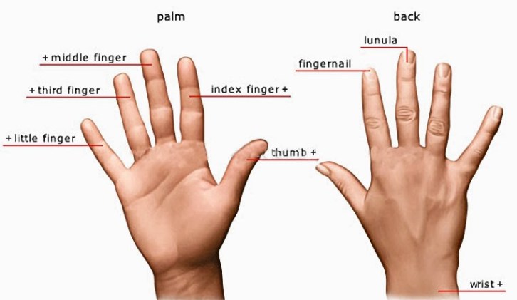 Symbolism Of Finger Rings: What Wearing Rings On Each Finger Means | How to  wear rings, Finger meaning, Good vocabulary