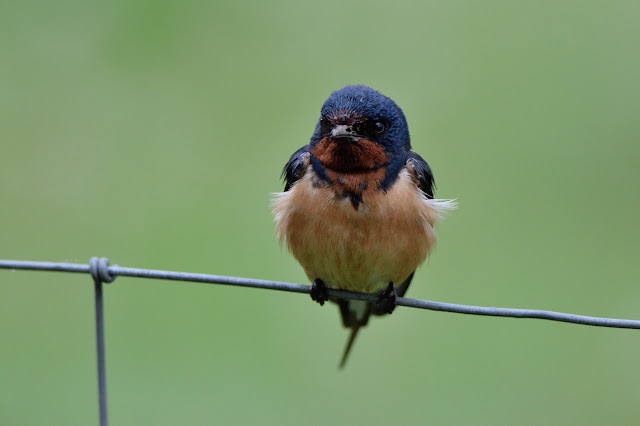 Barn Swallow at Carden Alvar