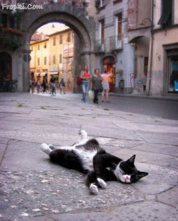 cat on the street