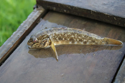 Swartbekgrindeling - Zwartbekgrondel - Neogobius melanostomus