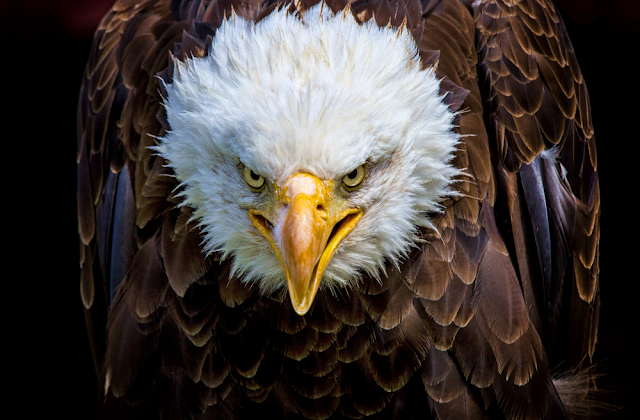 An angry north american bald eagle on black background