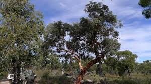 Powder bark in Wandoo National Park