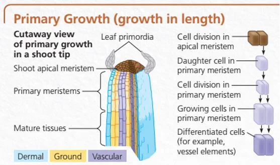 pertumbuhan primer pada ujung batang