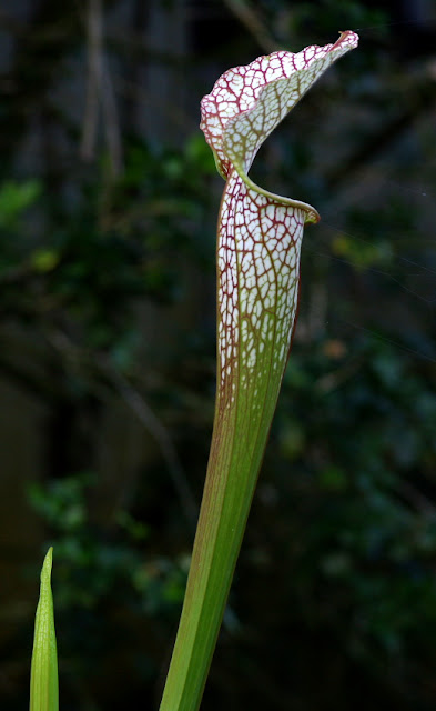 Sarracenia leucophylla - Whitetop Pitcher Plant