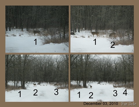 The deer in the driveway dec 03