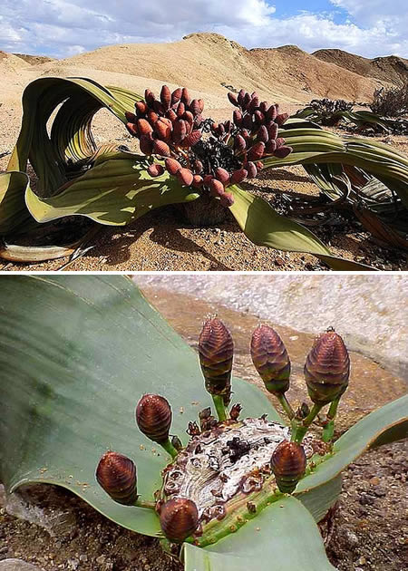 World's Most Resistant Plant - Freaky Stuff