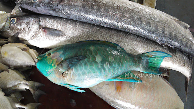 Sandakan Parrot Fish