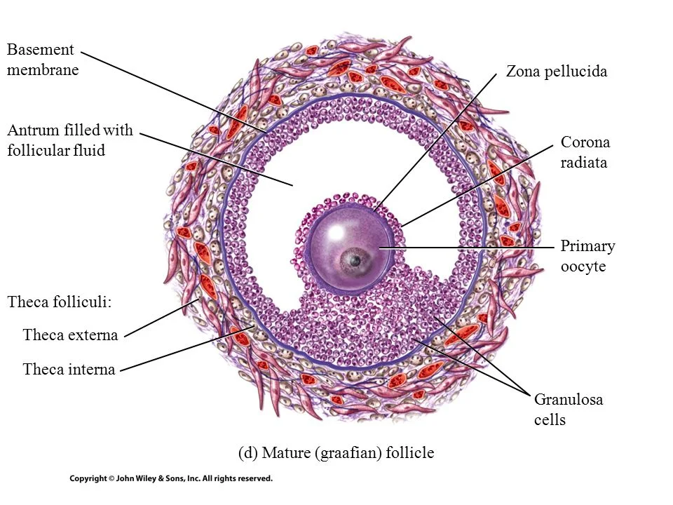 Solutions Class 12 Biology Chapter-3 (Biology Human Reproduction)