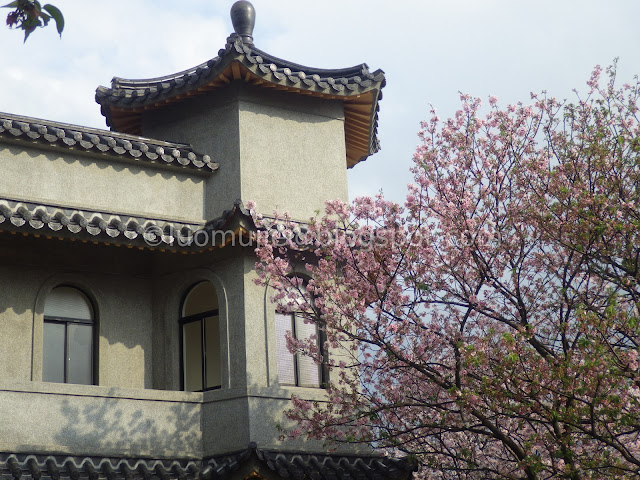 Taipei cherry blossoms