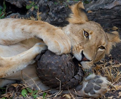 Lion Tries to Eat a Pangolin but Fails  Seen On  www.coolpicturegallery.us