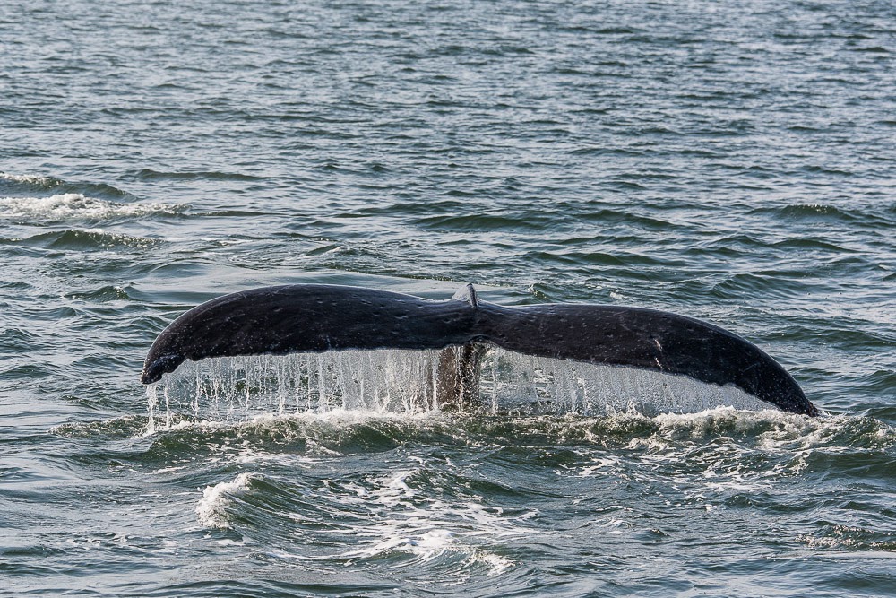 http://www.rudolf-hug.ch/content/fotogalerie/Travel/Alaska%202014%20Whale%20watching/index.html