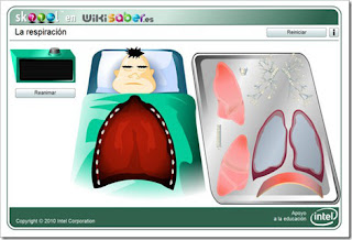 http://www.skoool.es/content/sims/biology/breathing_and_respiration/launch.htm
