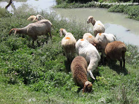 Sheep Ovis aries