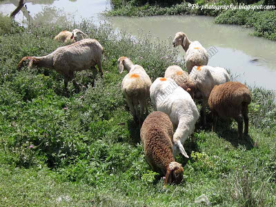 Sheep Ovis aries