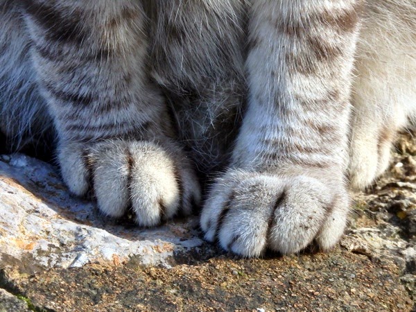 cat pictures paws