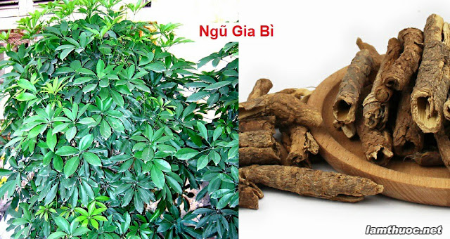 SỔ TAY CÂY THUỐC VÀ VỊ THUỐC ĐÔNG Y - NGŨ GIA BÌ