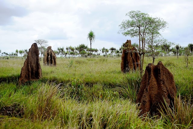 Musamus, Satu-Satunya Istana Rayap Merauke