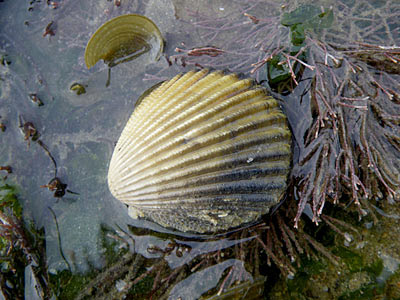 Cockles (Cardiidae)