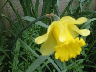 A single daffodil.