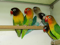 Parrot Birds