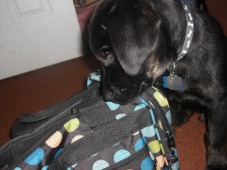 Photo of Rudy looking in side the polka dot duffle bag