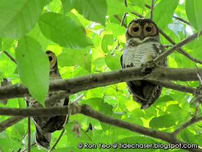Spotted Wood-owls (Strix seloputo)