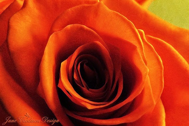Rose_drybrushfilter