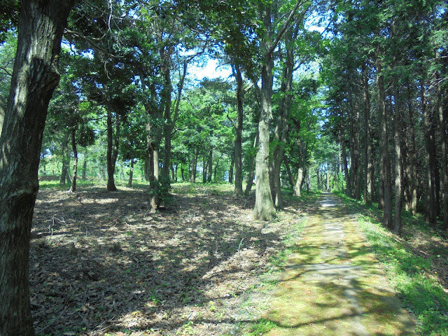 新緑の弥生の森遊歩道