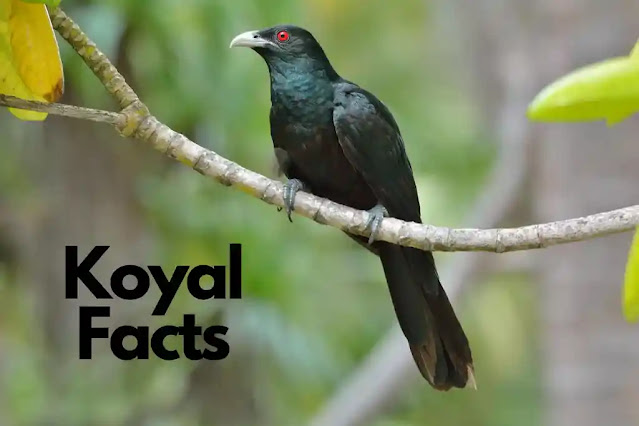 40 Information Facts About Koyal (Koel) in Hindi