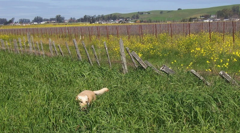 there's a dilapidated fence with some falling down areas, cabana is on this side of the fence in tall grass, she's nearly hidden by the grass, but you can see the top half of her skulking through it, there is a vineyard on the other side of the fence with lots of stakes that the vines are tied to, along with yellow mustard flowers, and hills in the background