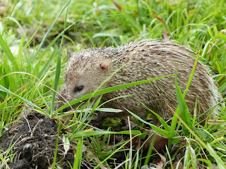 Tenrec ecaudatus - Tangue - Tengue